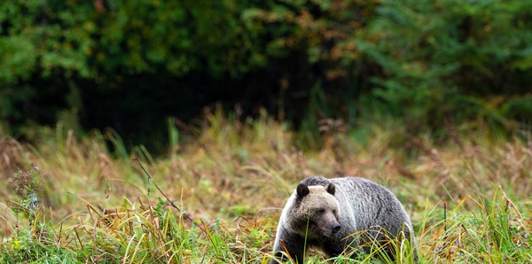 Grizzly bear at Glendale Cove, BC
